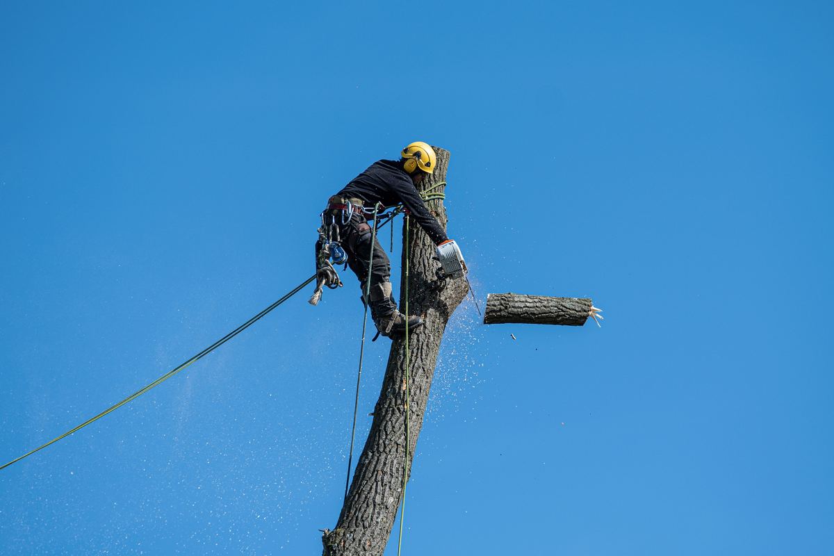 Tree Trimming